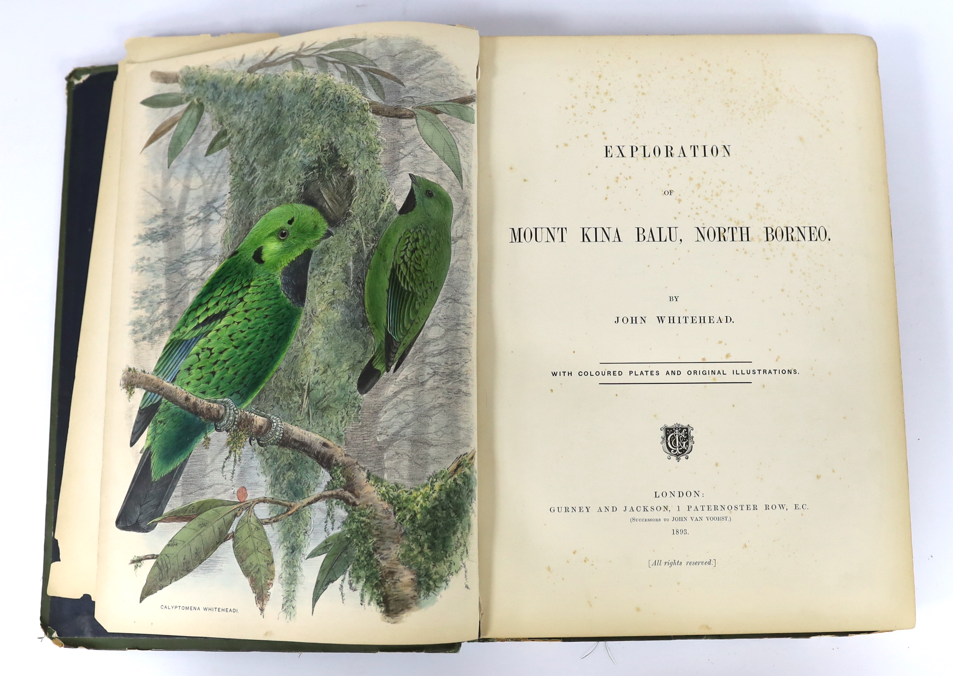 Whitehead, John - Exploration of Mount Kina Balu, North Borneo....32 plates (mostly hand coloured or tinted lithographs), text engravings; publisher's gilt and coloured pictorial cloth, gilt top, roy. 4to. Gurney and Jac